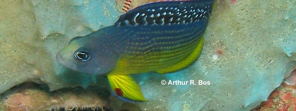 First record of the dottyback Manonichthys alleni from the Philippines